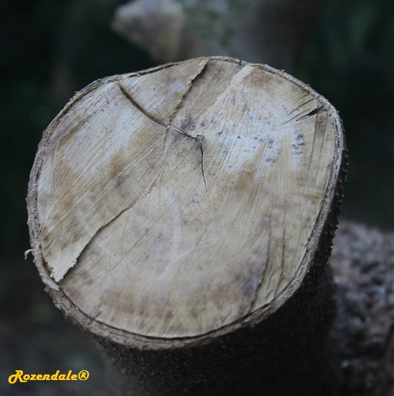 Kopsia _arborea6Miami20161120.jpg